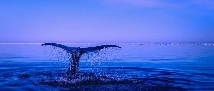 大额比特币转账并不意味着市场操纵
